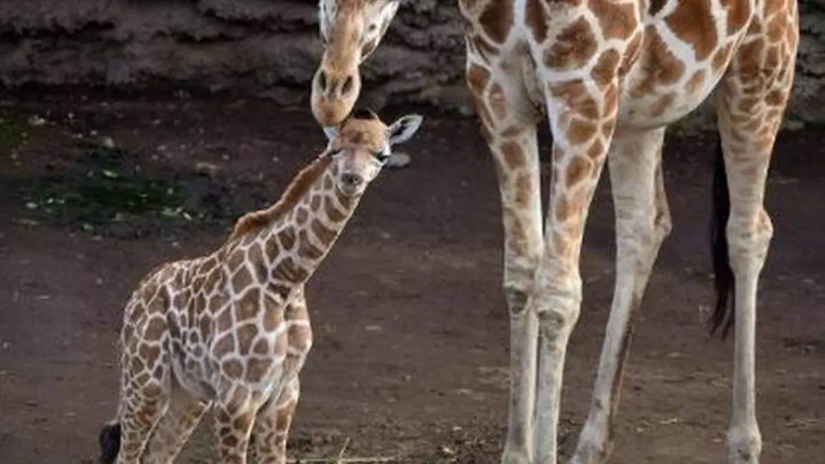 Jirafa chapultepec.3