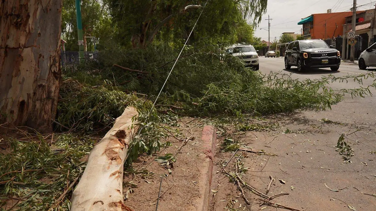 Múltiples caídas de árboles que obstruían la vía pública