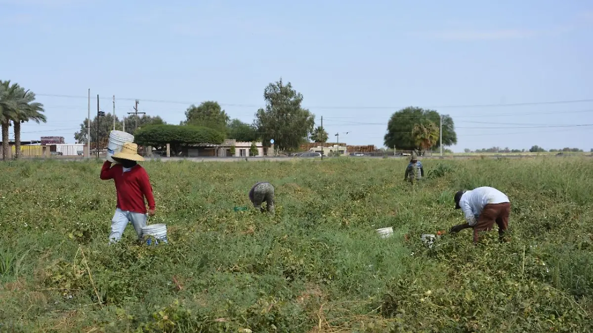 hortalizas-campo-slrc