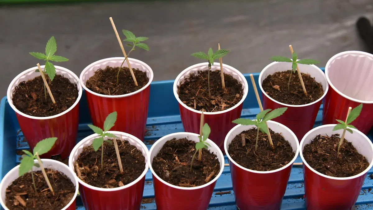 Aumentan solicitudes para consumir cannabis  