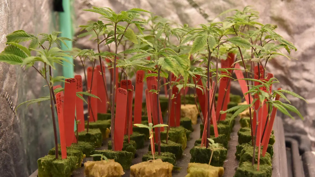 Aumentan solicitudes para consumir cannabis  