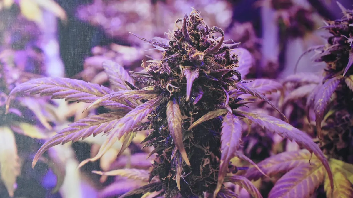 Aumentan solicitudes para consumir cannabis  