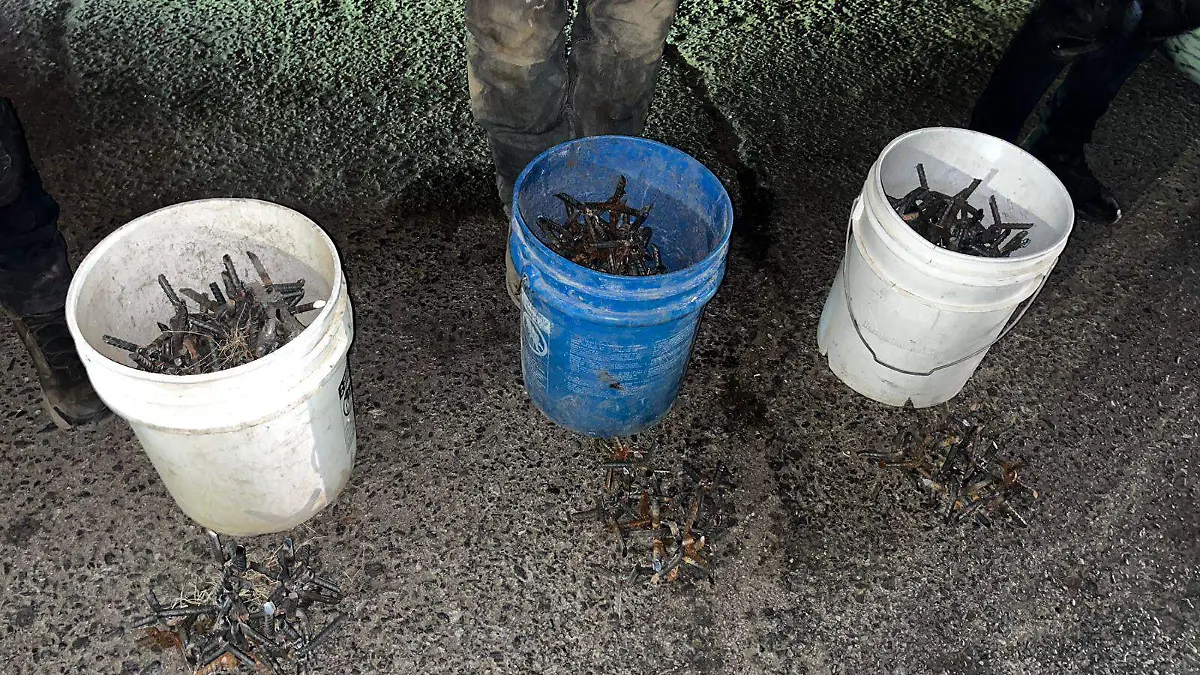 Detienen a hombre con 400 “poncha llantas” en Tecate 