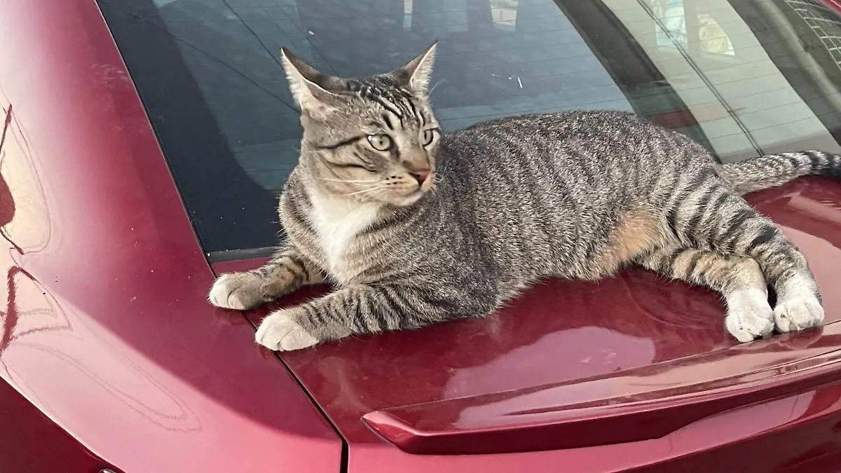 Lucas Urquidez Rojas