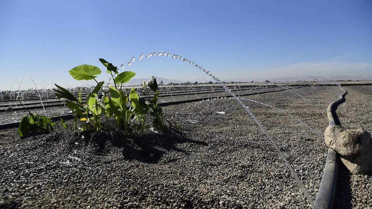 Mejoran calidad del agua en el Valle de Mexicali con inversión en humedal artificial