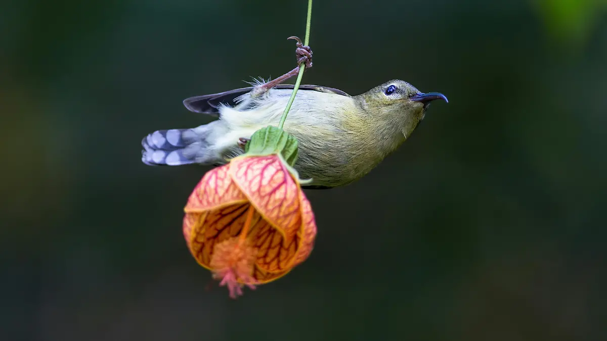 Colibrí