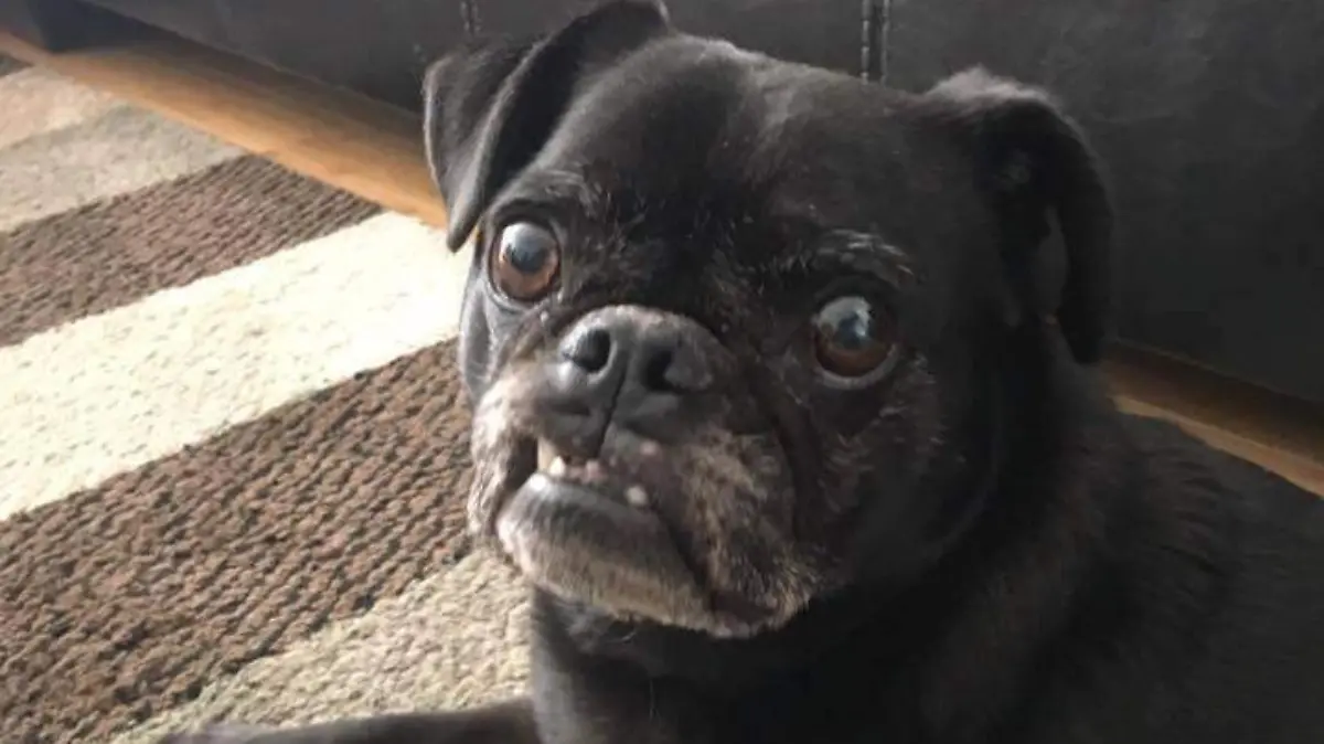 Su vocalista, un pug llamado Pupcake, emite gruñidos y sonidos guturales