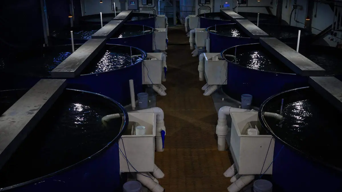 UABC desarrolla biotecnología para su conservación