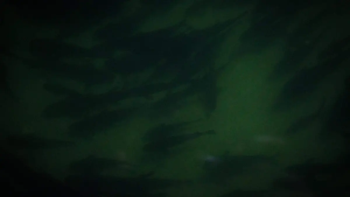 Crianza de totoaba en laboratorio, avances en su reproducción para conservar la especie.