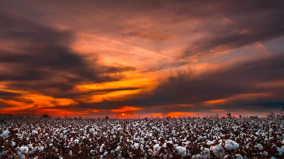 La cosecha de algodón tiñe el valle de blanco, recordando la tradición agrícola de la región
