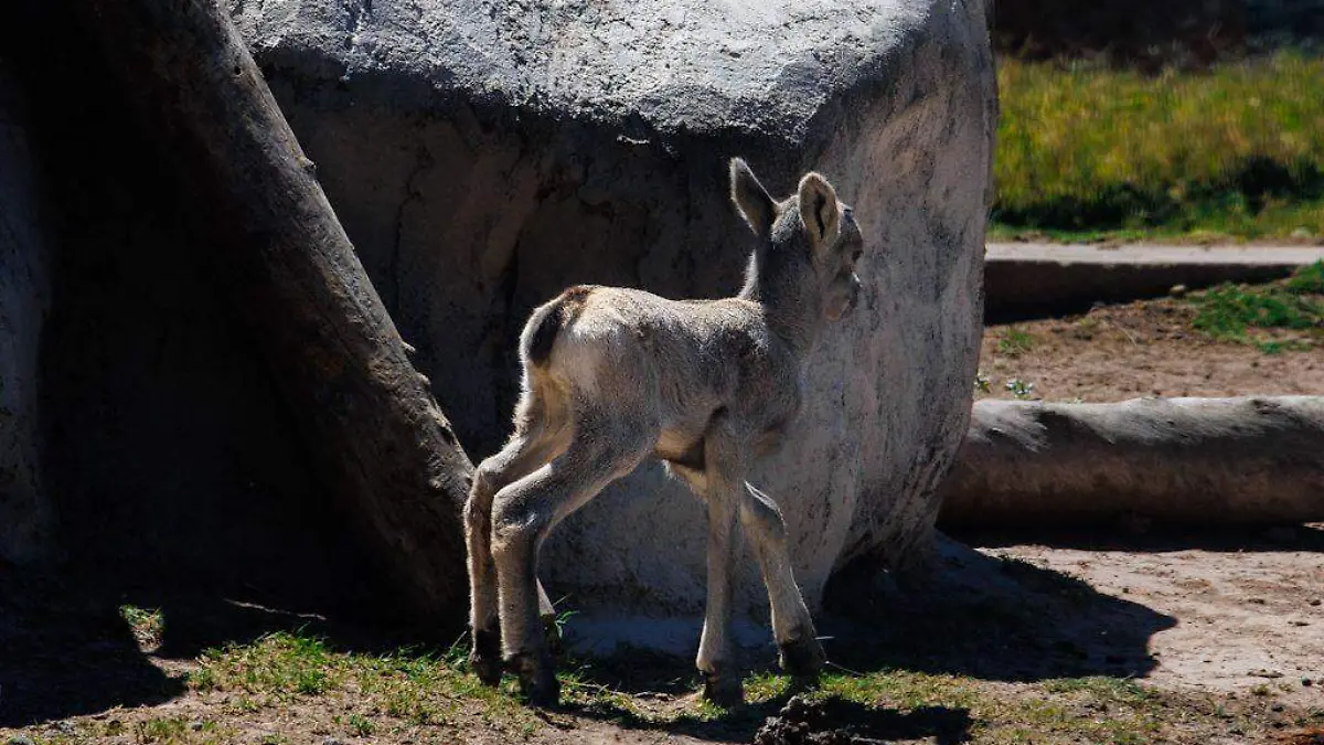 Bosque y Zoológico de la Ciudad alista nacimientos