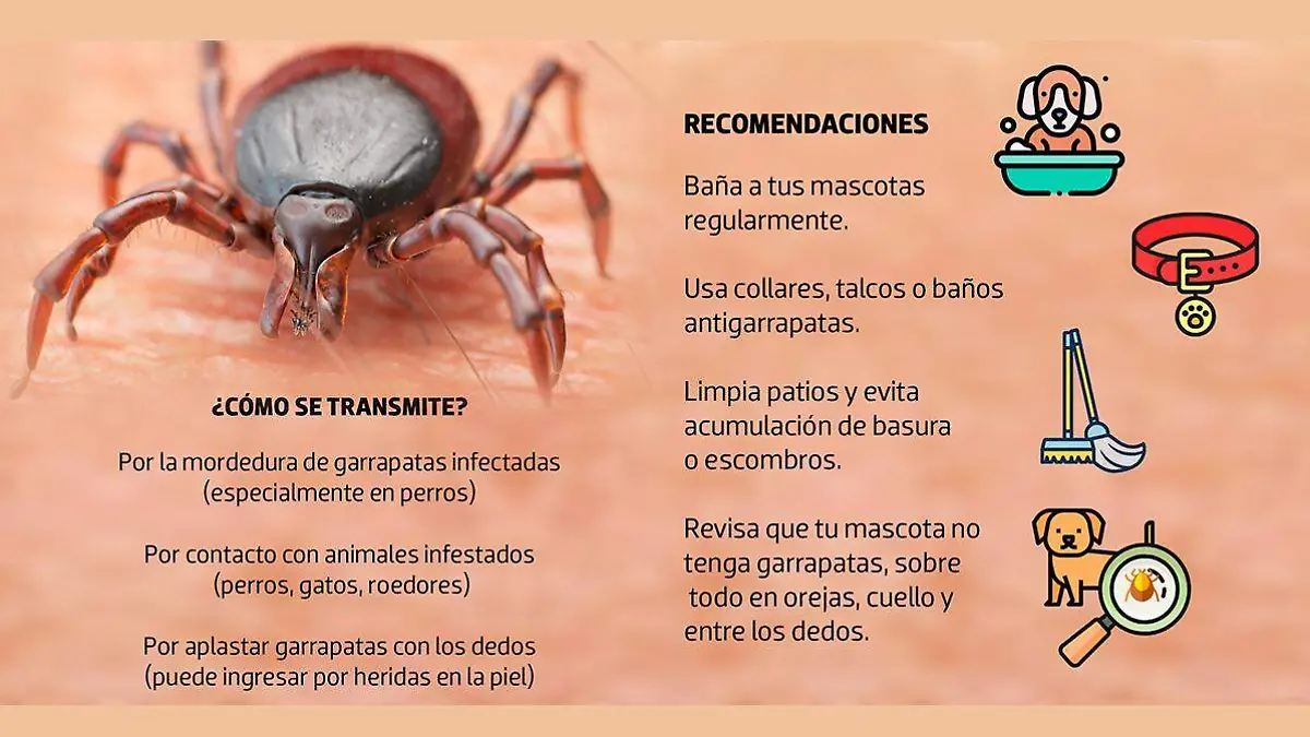 Alerta por rickettsia en Mexicali: sigue en primer lugar en contagios y fallecimientos
