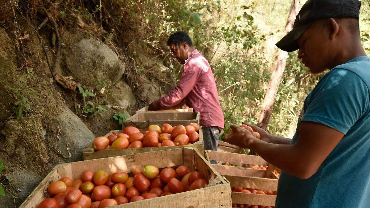 EU impone aranceles a tomates mexicanos
