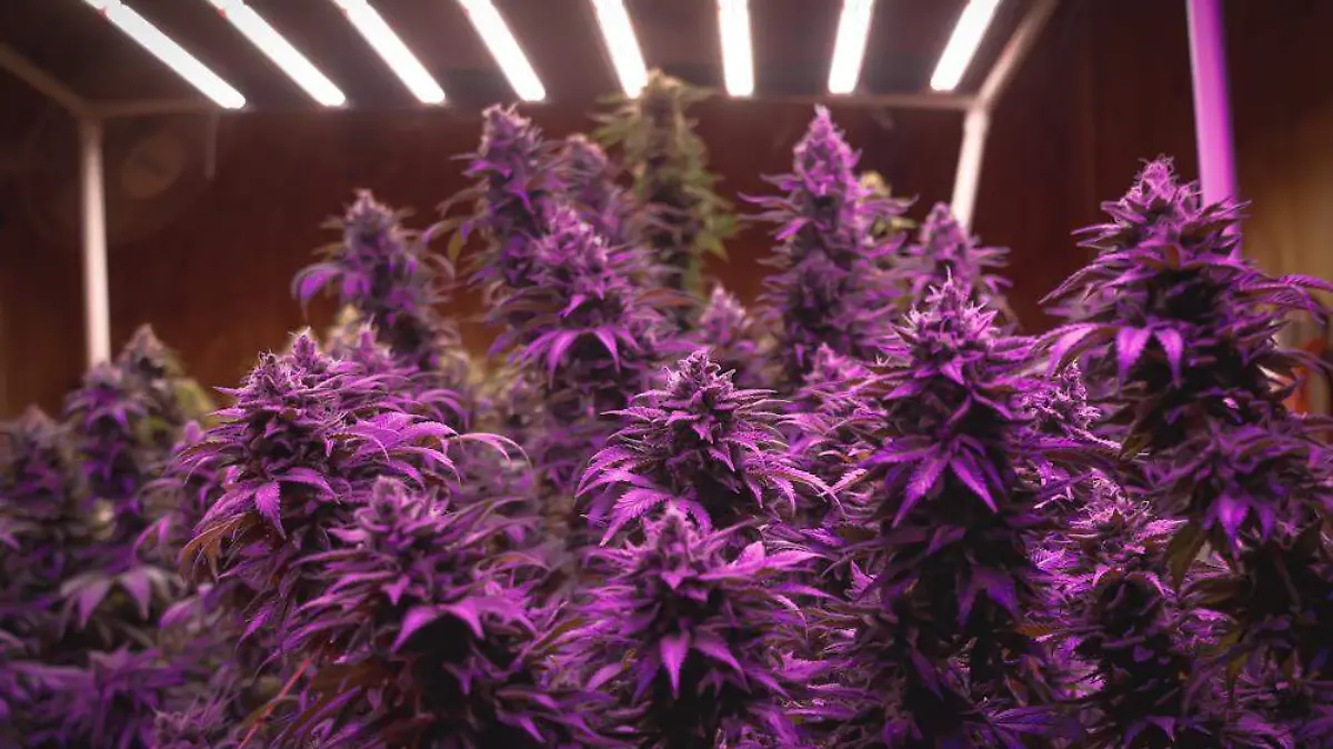 Cofepris acumula 200 denuncias por negar permisos de cannabis

