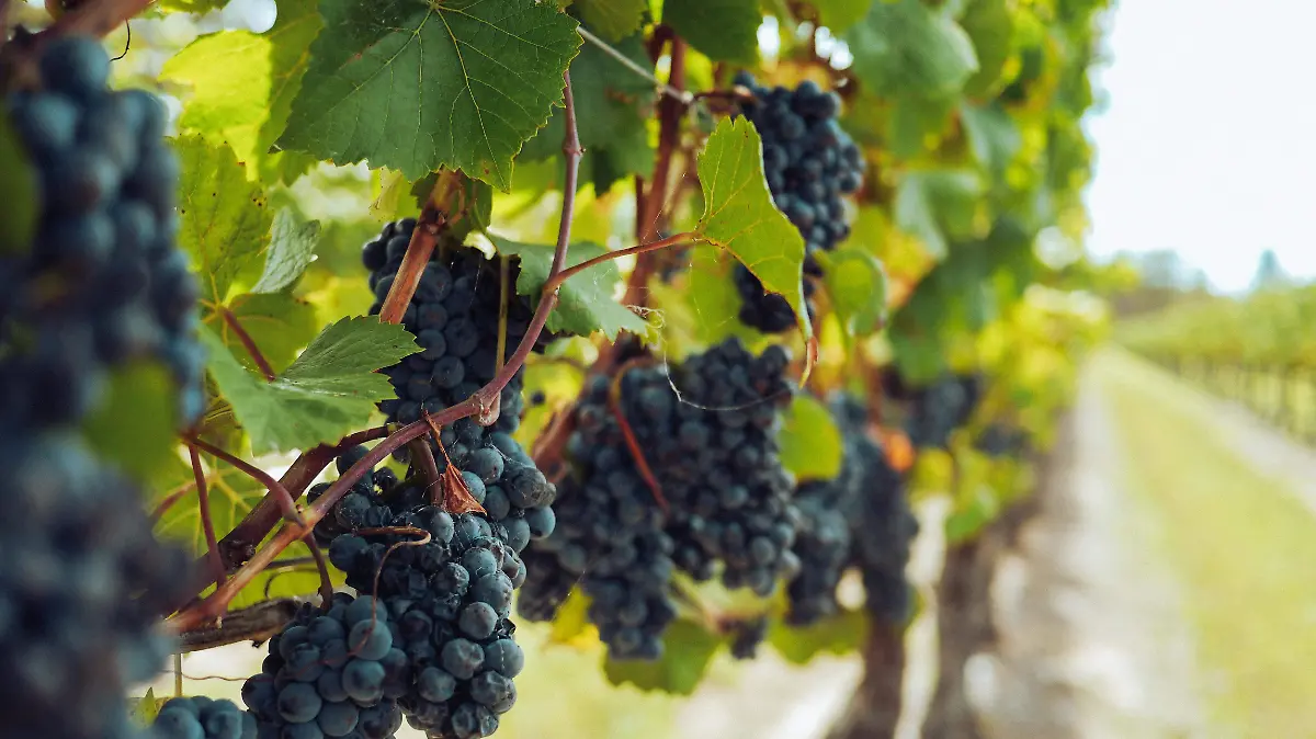pexels-grape-things-3840335