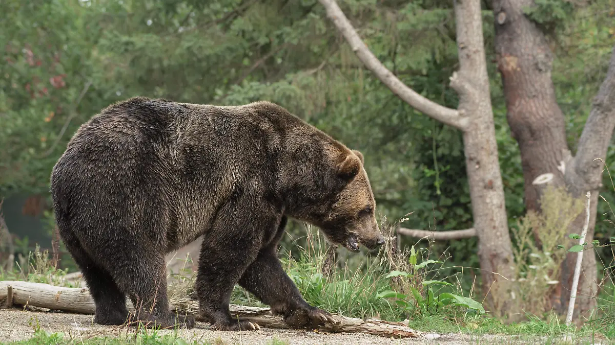 oso animal bosque