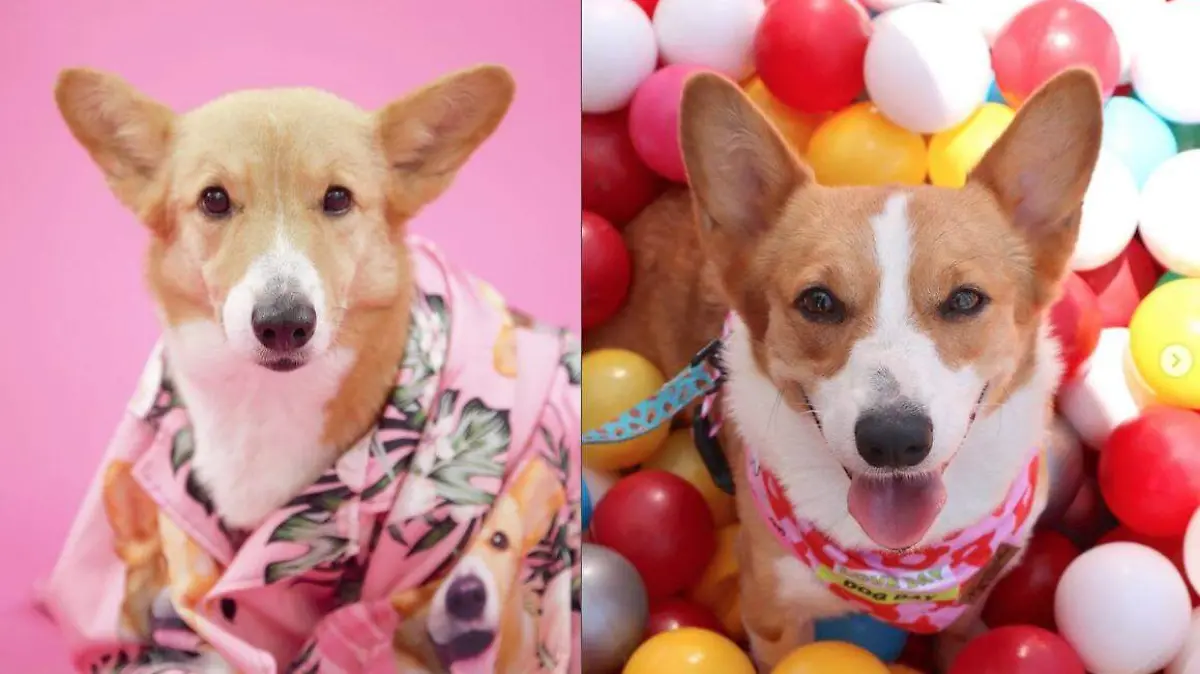 corgi