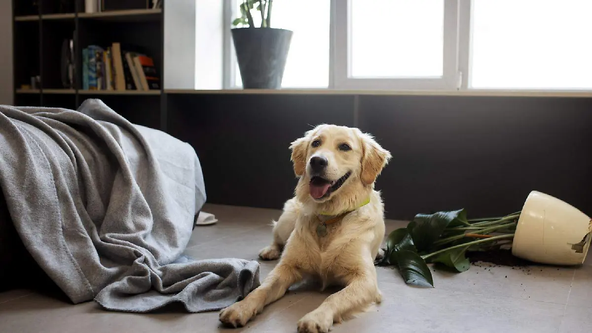 dog-laying-on-floor-after-making-mess-01