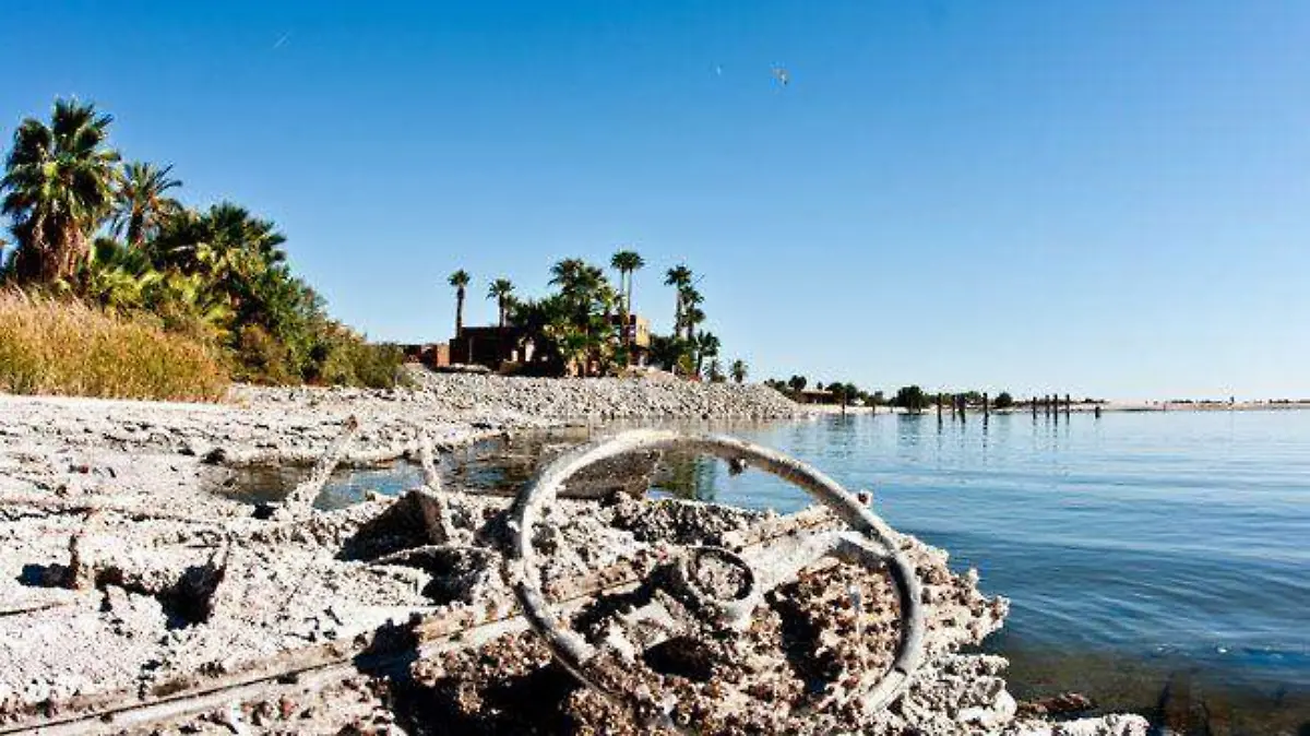 SALTON