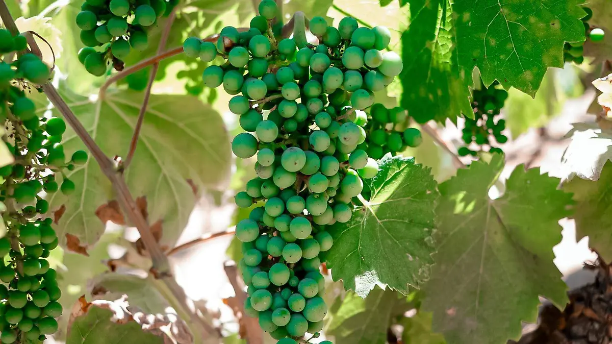 20230714140936__MG_5943 (1)