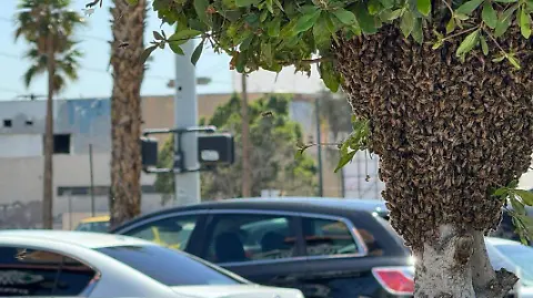 enjambre de abejas en López Mateos