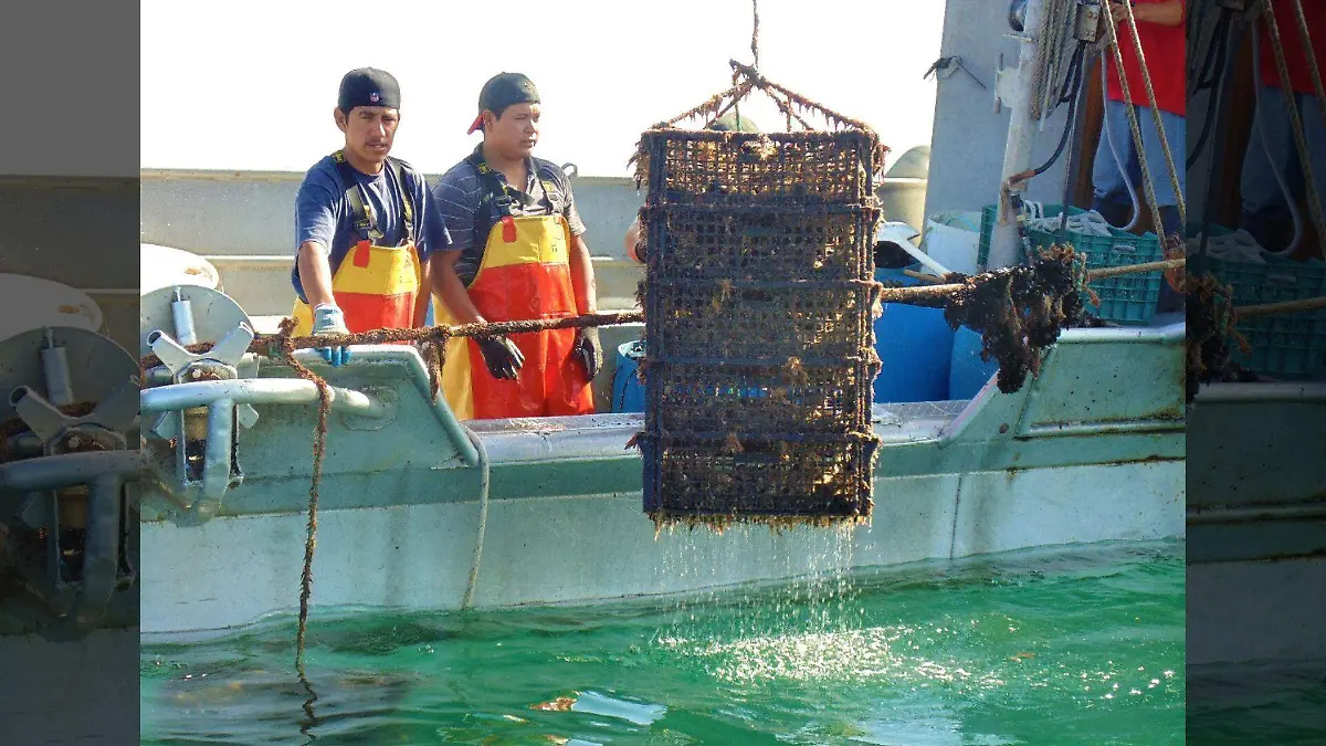 El texto del párrafo (25)