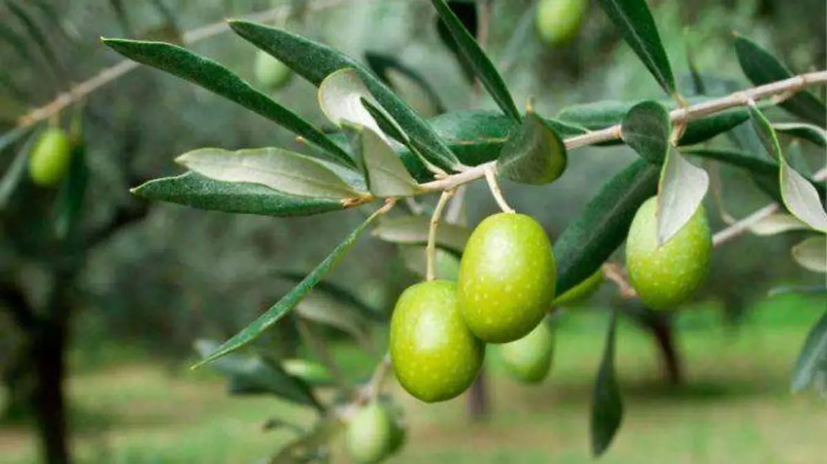 OLIVO