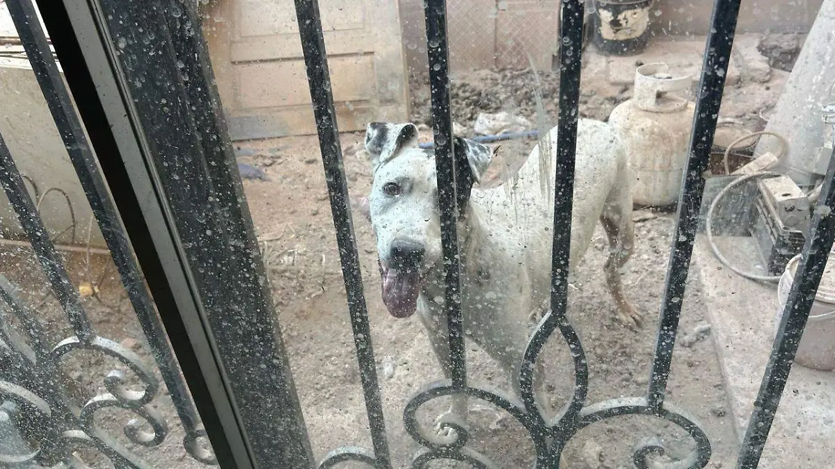 Lomito rescatado