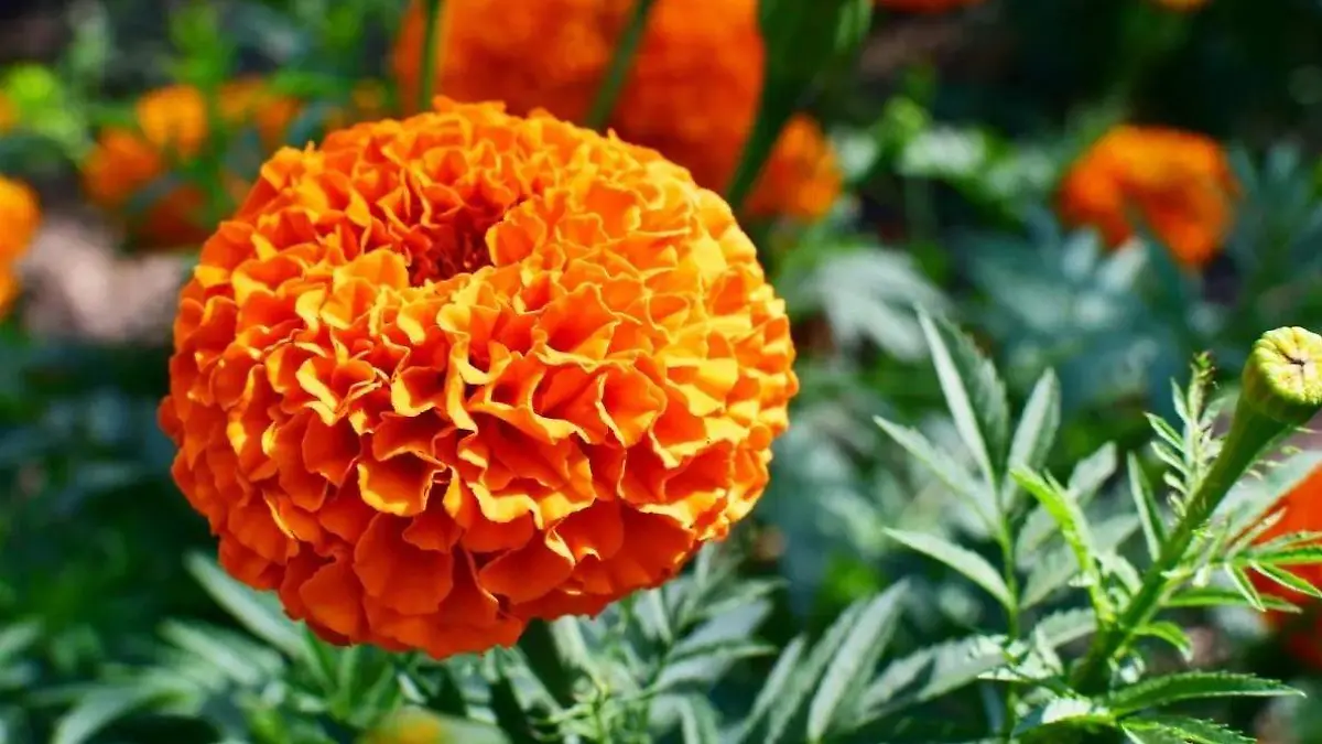 flor-cempasuchil (1)