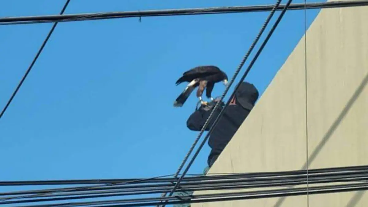 Rescatan a ave entrenada que escapó de sus dueños