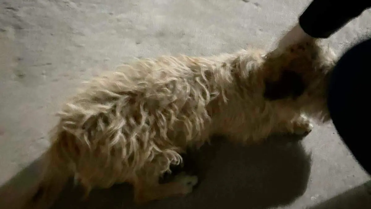 WhatsApp Image 2025-12-23 at 11.06.08 AM