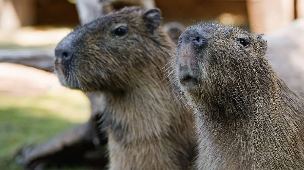 WhatsApp Image 2026-02-13 at 3.56.28 PM