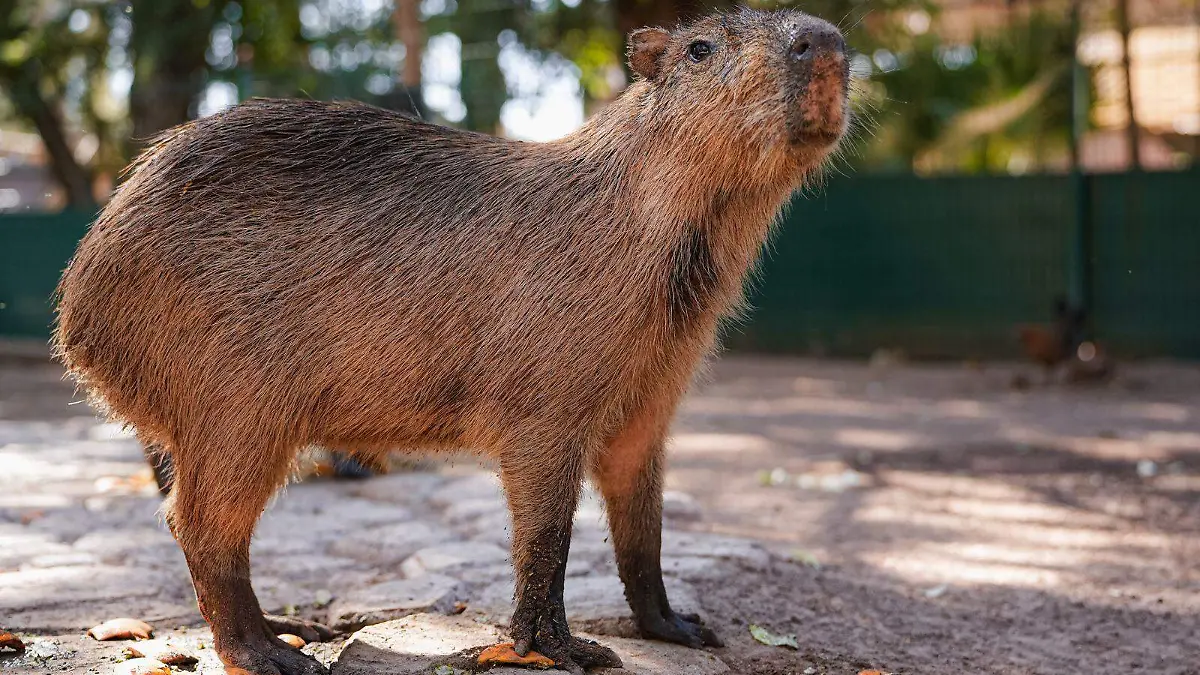 Capibaras