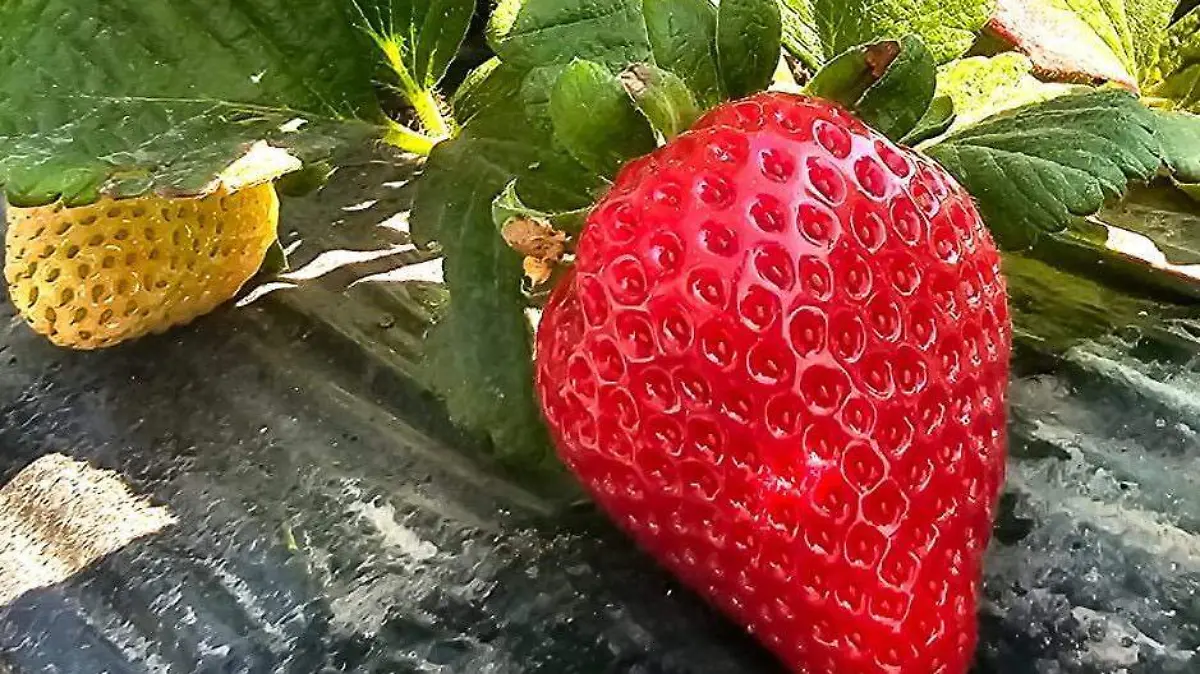 WhatsApp Image 2026-02-19 at 9.06.04 AM