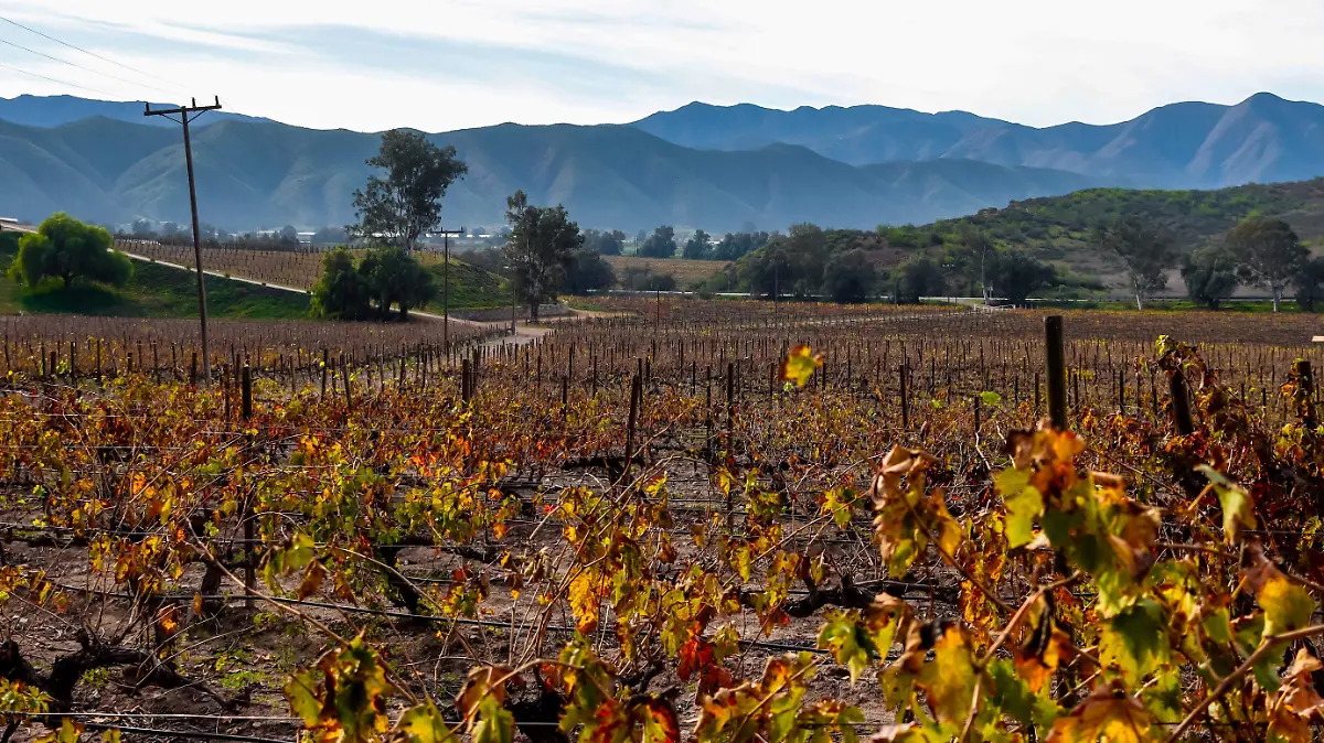 Santo Tomás, viñedo