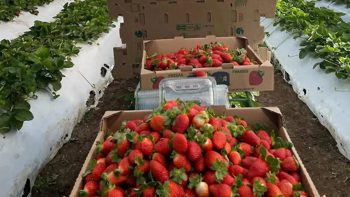 WhatsApp Image 2026-04-08 at 9.19.27 PM