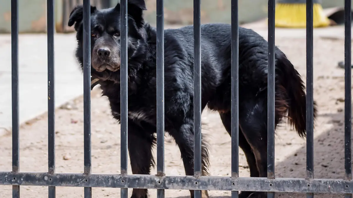 Perros domésticos - Lomitos 