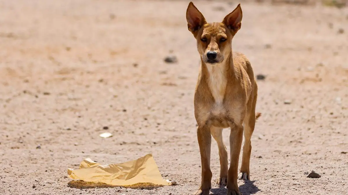 WhatsApp Image 2026-04-19 at 11.39.11 AM