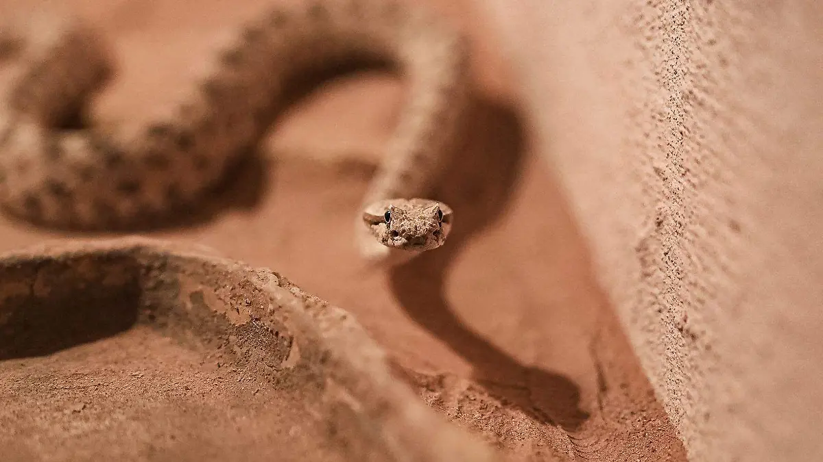 WhatsApp Image 2026-04-24 at 8.01.29 PM