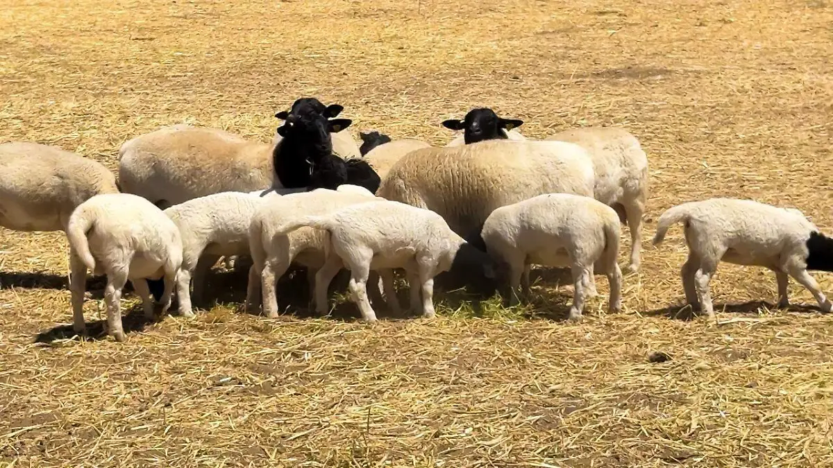 WhatsApp Image 2026-04-27 at 10.34.09 AM