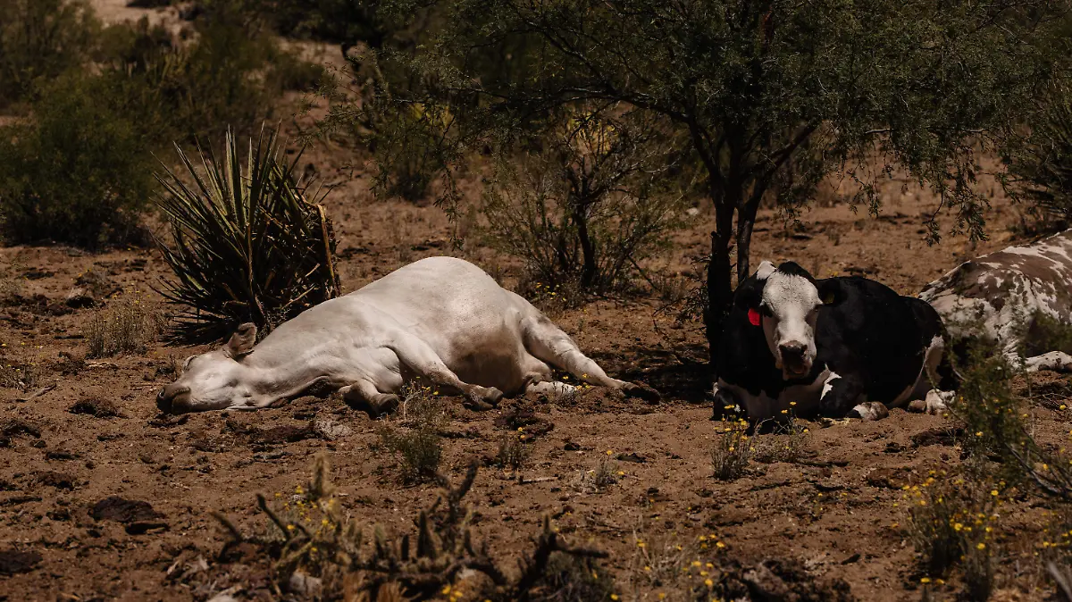 vacas 2