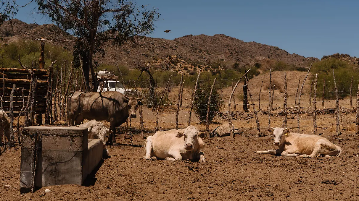 vacas