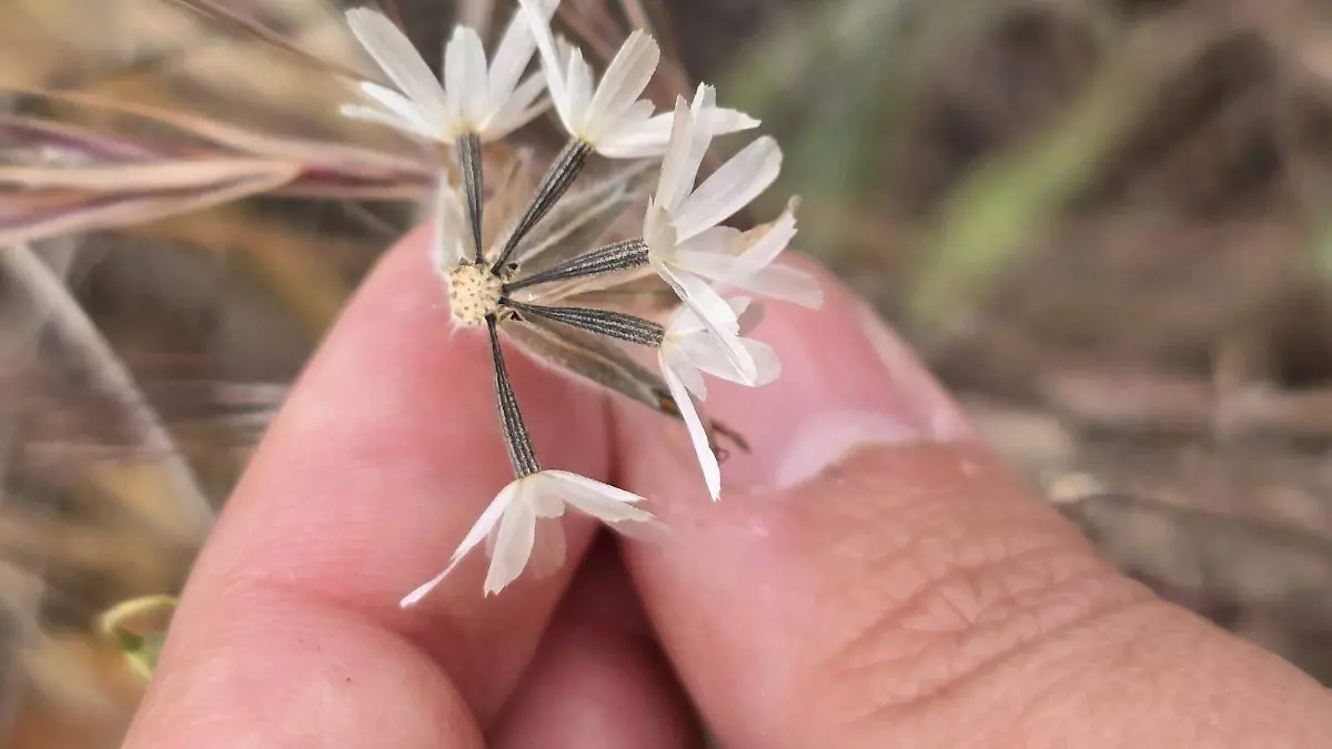 FLOR