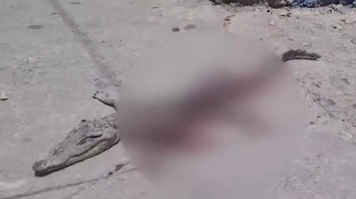 CORTESÍA COCODRILO SILAO