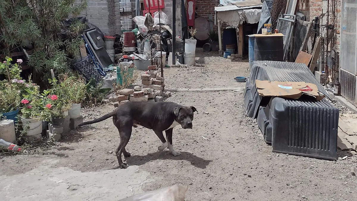 PERRO SINARQUISTAS 2