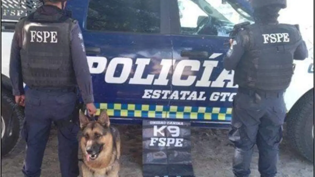 1-CANINO