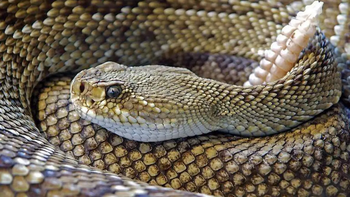 Serpiente de cascabel