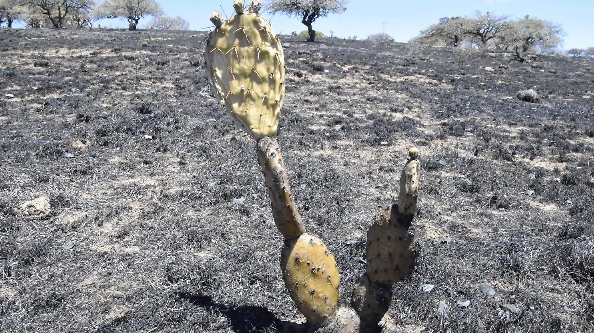 Incendio-Sierra-de-Lobos-2