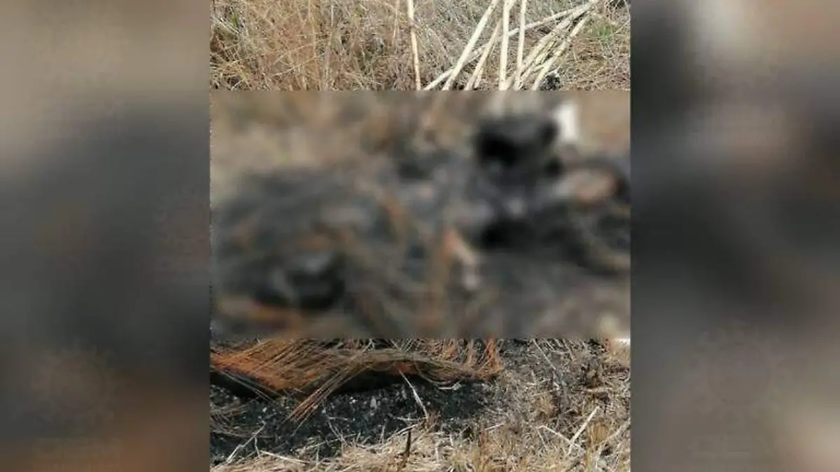 calcinado-en-Moroleón