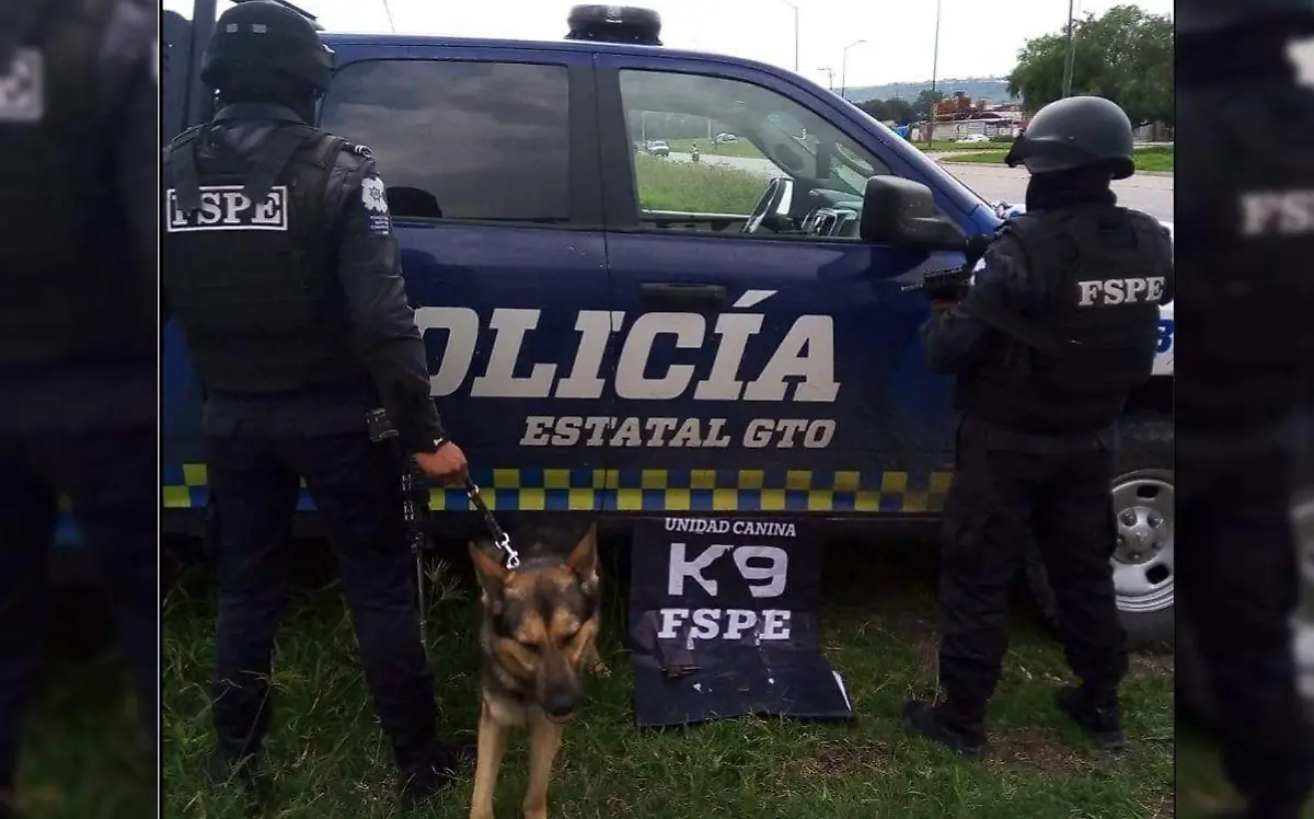 k9 fspe